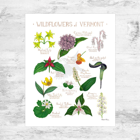 Vermont Wildflowers Field Guide Art Print Mini (8x10)