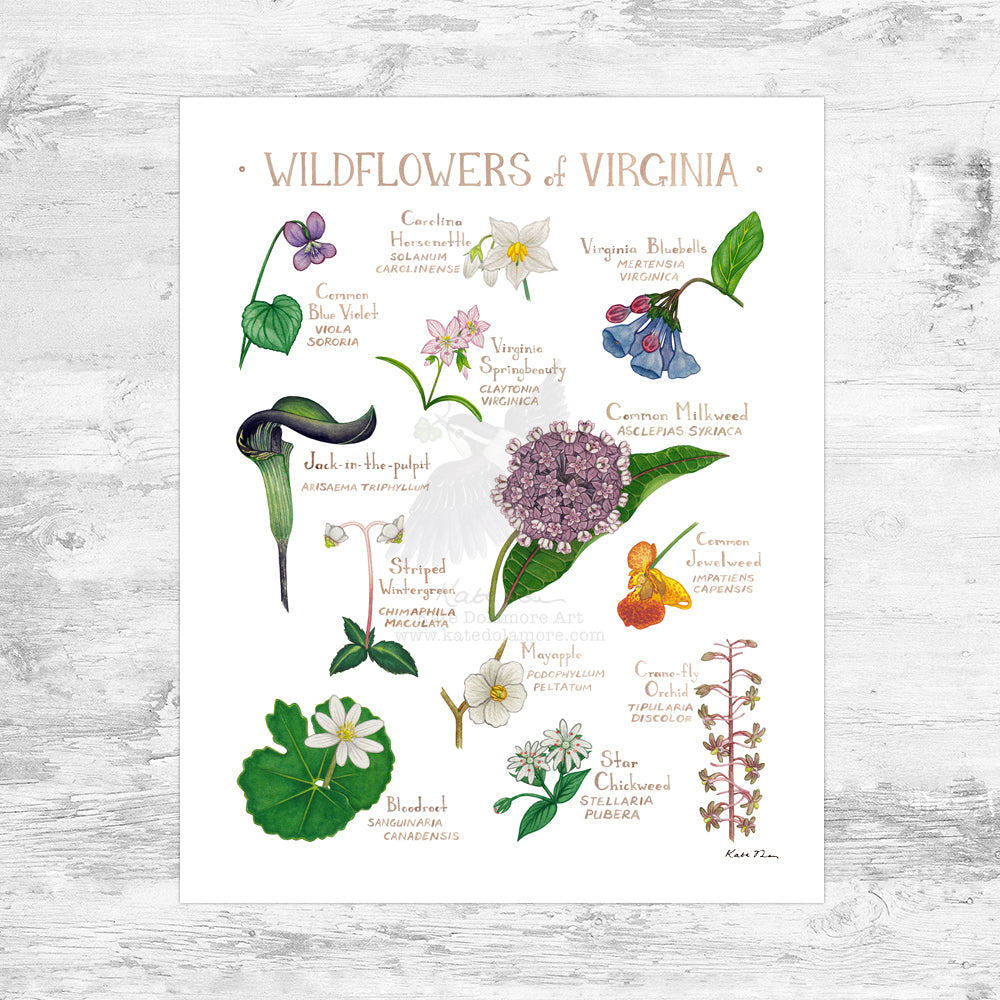 Virginia Wildflowers Field Guide Art Print Mini (8x10)