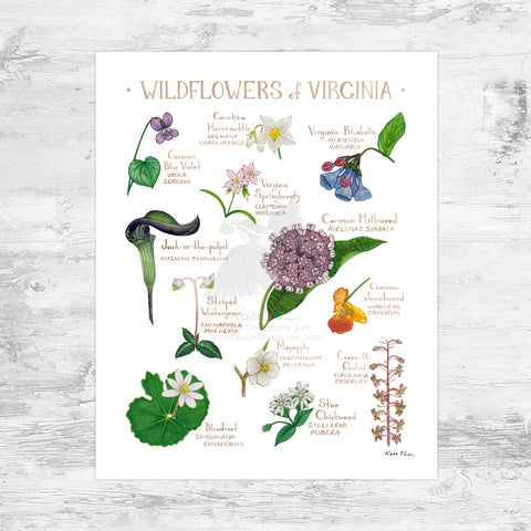 Virginia Wildflowers Field Guide Art Print Mini (8x10)