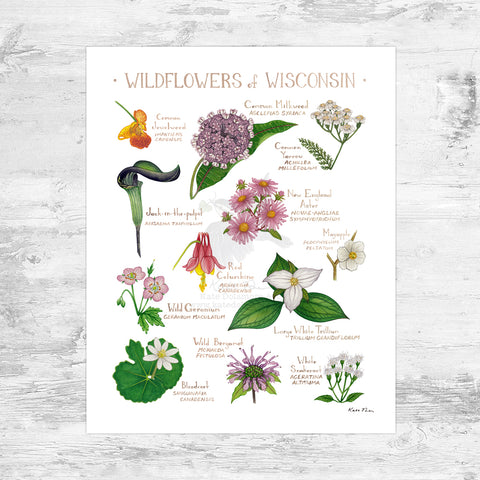 Wisconsin Wildflowers Field Guide Art Print Mini (8x10)