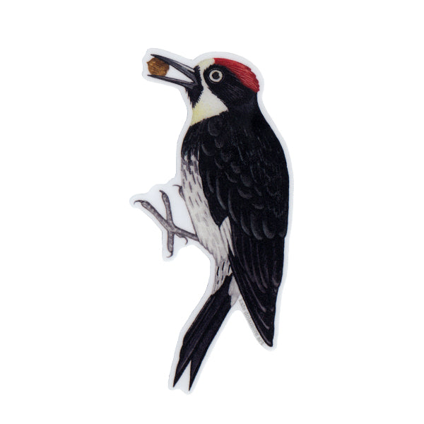 Acorn Woodpecker Vinyl Sticker