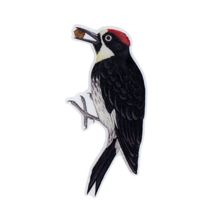 Acorn Woodpecker Vinyl Sticker
