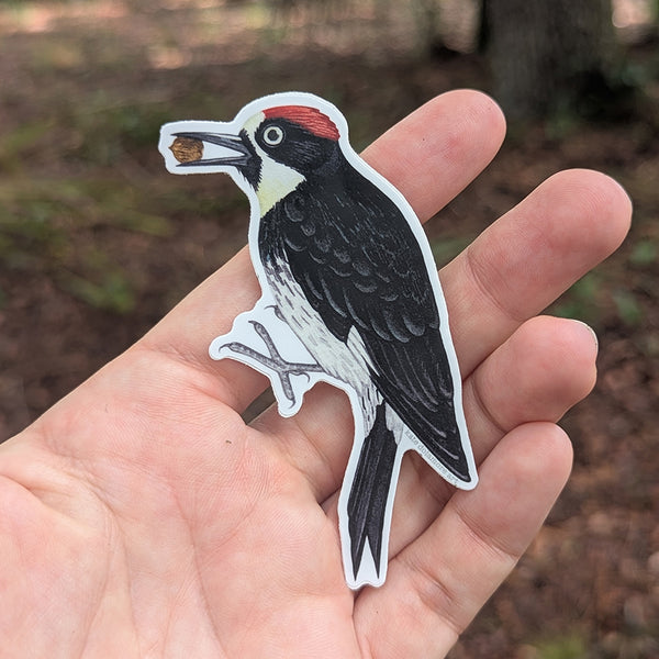 Acorn Woodpecker Vinyl Sticker