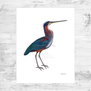 Agami Heron Art Print