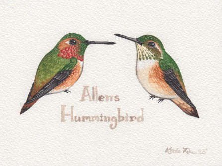 Allen's Hummingbird 6x4.5 Original Watercolor Painting