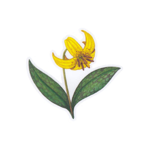 lily flower stickers Yellow Trout Lily Vinyl Sticker – Kate Dolamore Art