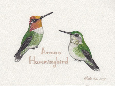 Anna's Hummingbird 6x4.5 Original Watercolor Painting