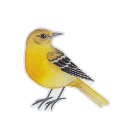 Baltimore Oriole (Female) Sticker