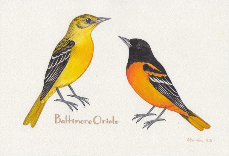 Baltimore Oriole Bird Portrait Print From My Original 