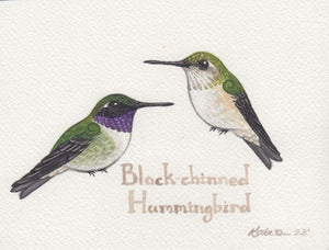 Black-chinned Hummingbird 6x4.5 Original Watercolor Painting