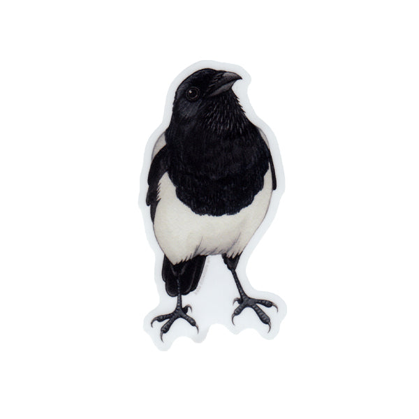 Black-billed Magpie Vinyl Sticker