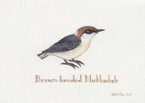 Brown-headed Nuthatch 7x5 Original Watercolor Painting