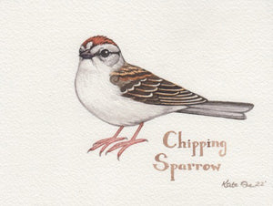 Chipping Sparrow 6x4.5 Original Watercolor Painting
