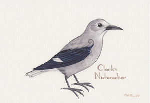 Clark's Nutcracker 10.25x7 Original Watercolor Painting