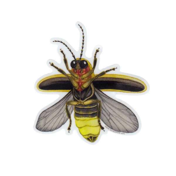 Common Eastern Firefly Vinyl Sticker