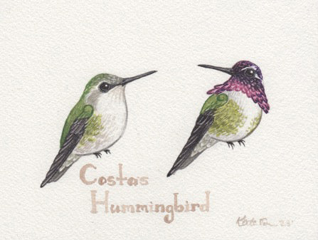 Costa's Hummingbird 6x4.5 Original Watercolor Painting