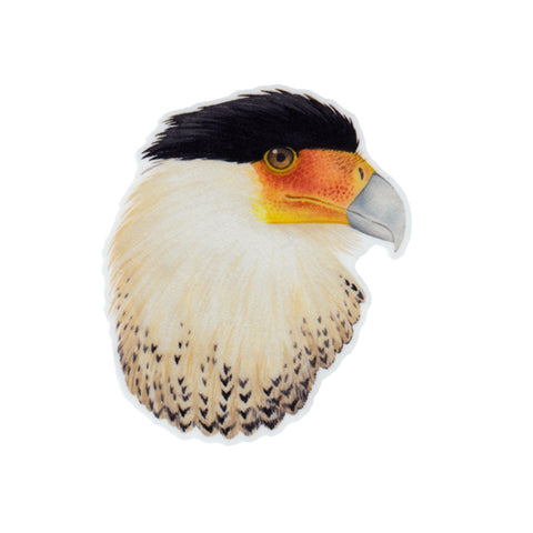 Crested Caracara Vinyl Sticker