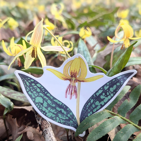 Dimpled Trout Lily Vinyl Sticker