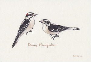 Downy Woodpecker 10.25x7 Original Watercolor Painting