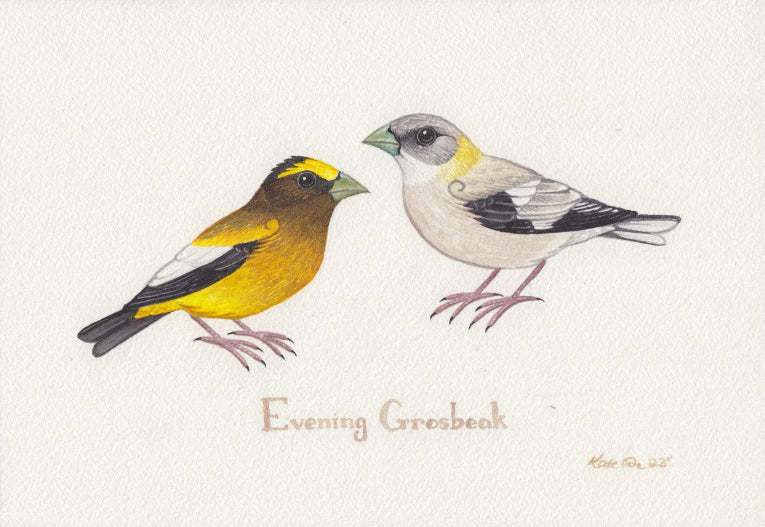 Evening Grosbeak 10.25x7 Original Watercolor Painting
