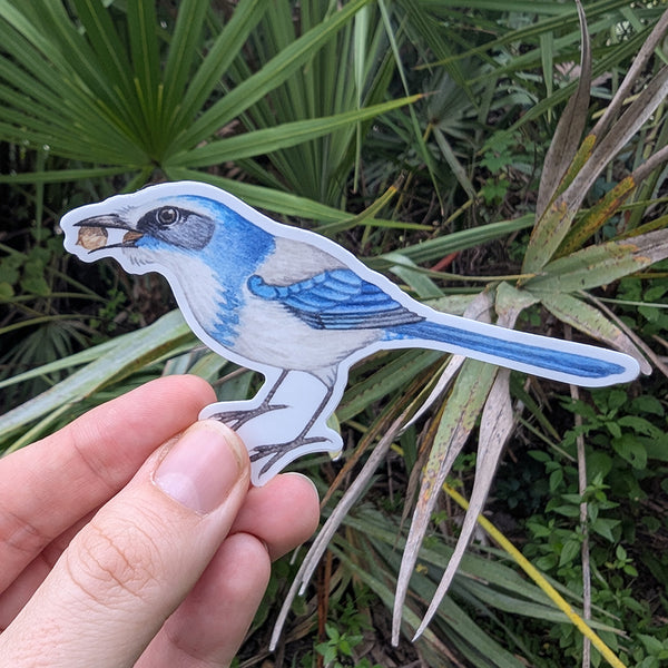 Florida Scrub-Jay with Acorns Vinyl Sticker