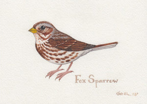 Fox Sparrow 7x5 Original Watercolor Painting