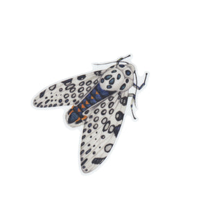 Giant Leopard Moth Vinyl Sticker