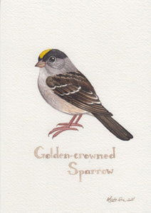 Golden-crowned Sparrow 5x7 Original Watercolor Painting