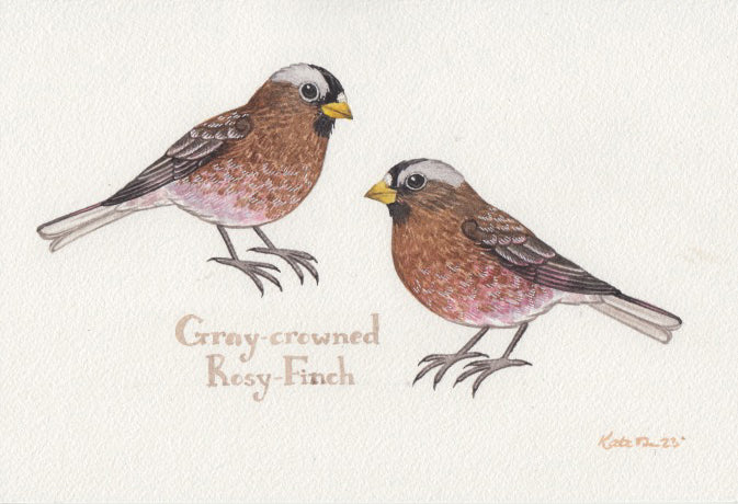 Gray-crowned Rosy-Finch 9x6 Original Watercolor Painting