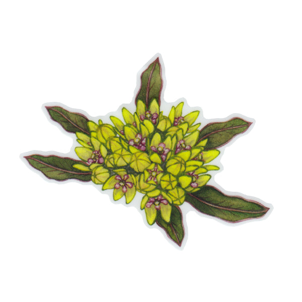 Green Antelopehorns Milkweed Sticker