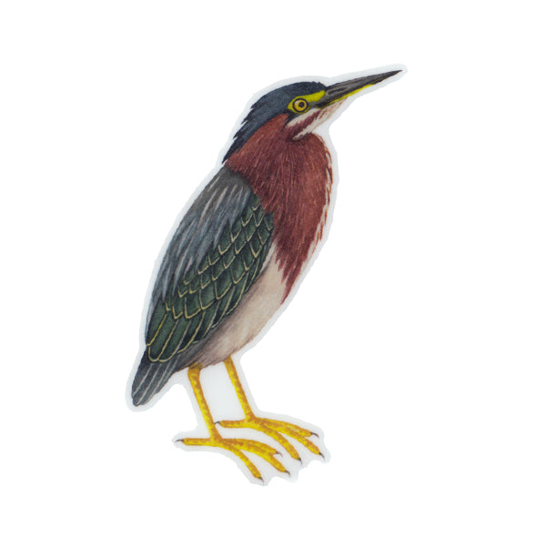 Green Heron Vinyl Sticker