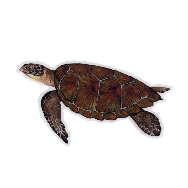 Green Sea Turtle Vinyl Sticker (2026)