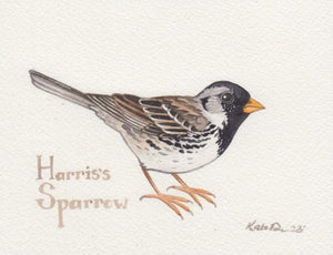Harris's Sparrow 6x4.5 Original Watercolor Painting