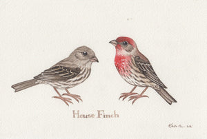 House Finch 9x6 Original Watercolor Painting