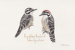 Ladder-backed Woodpecker 9x6 Original Watercolor Painting