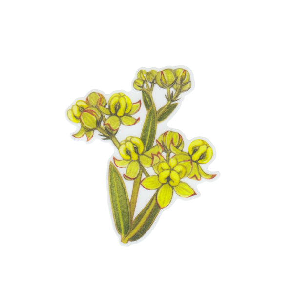 Largeflower Milkweed Vinyl Sticker