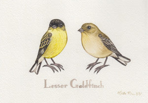 Lesser Goldfinch 7x5 Original Watercolor Painting
