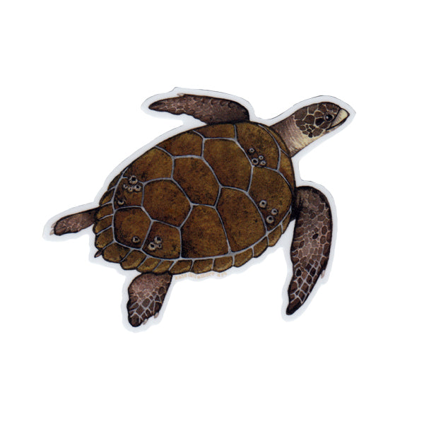 Loggerhead Sea Turtle Vinyl Sticker (2026)