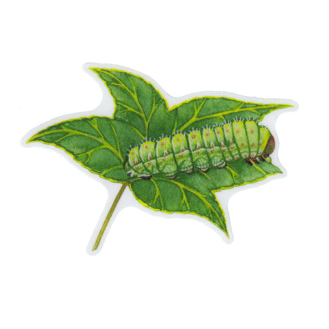 Luna Moth Caterpillar Vinyl Sticker