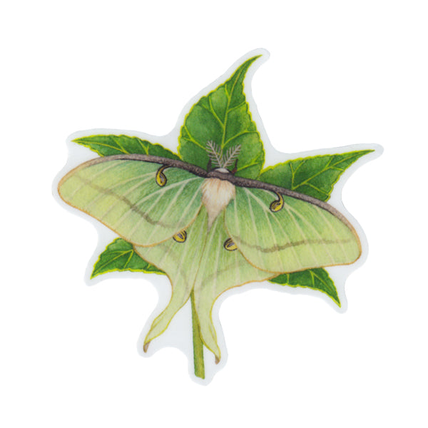 Luna Moth on Sweetgum Vinyl Sticker