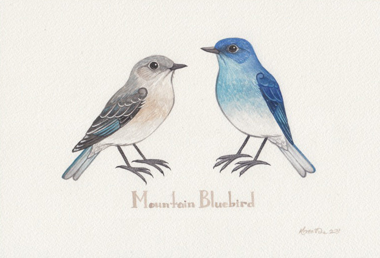 Mountain Bluebird 10.25x7 Original Watercolor Painting