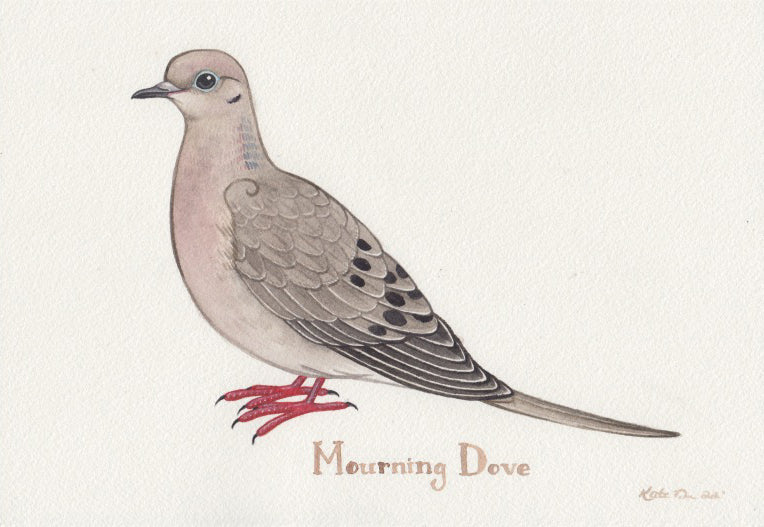 Mourning Dove 10.25x7 Original Watercolor Painting