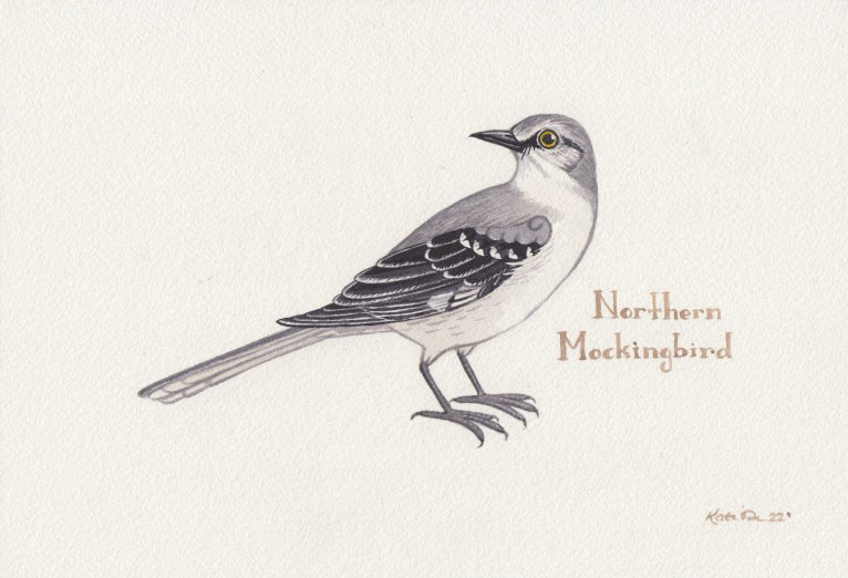 Northern Mockingbird 10.25x7 Original Watercolor Painting