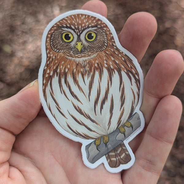 Northern Pygmy Owl Vinyl Sticker