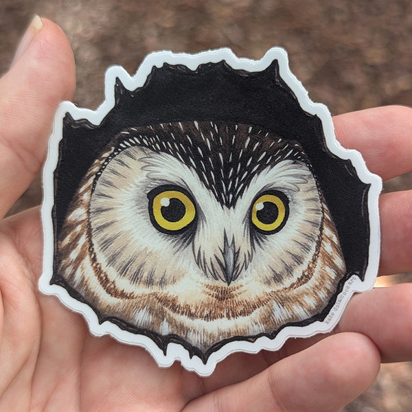 Northern Saw-Whet Vinyl Sticker