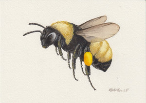 American Bumblebee 7x5 Original Watercolor Painting