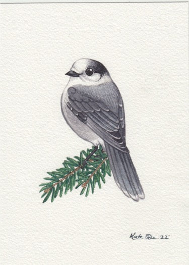 Canada Jay 5x7 Original Watercolor Painting