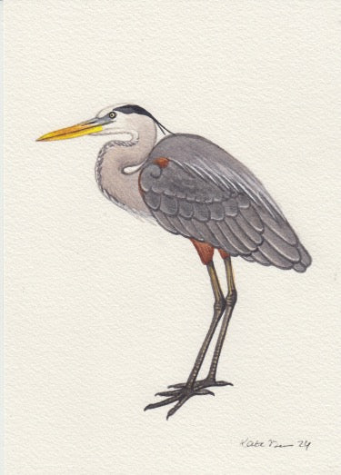 Great Blue Heron 5x7 Original Watercolor Painting