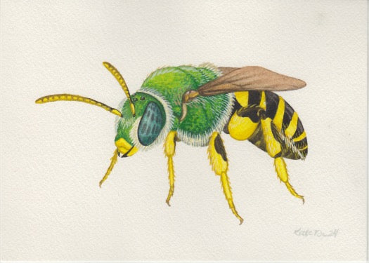 Brown-winged Striped Sweat Bee 7x5 Original Watercolor Painting