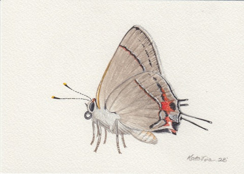 Gray Hairstreak Butterfly 7x5 Original Watercolor Painting